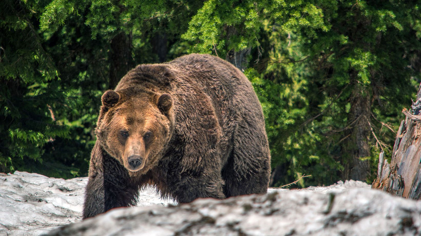 NPS, USFW announce decision to restore grizzlies to North Cascades