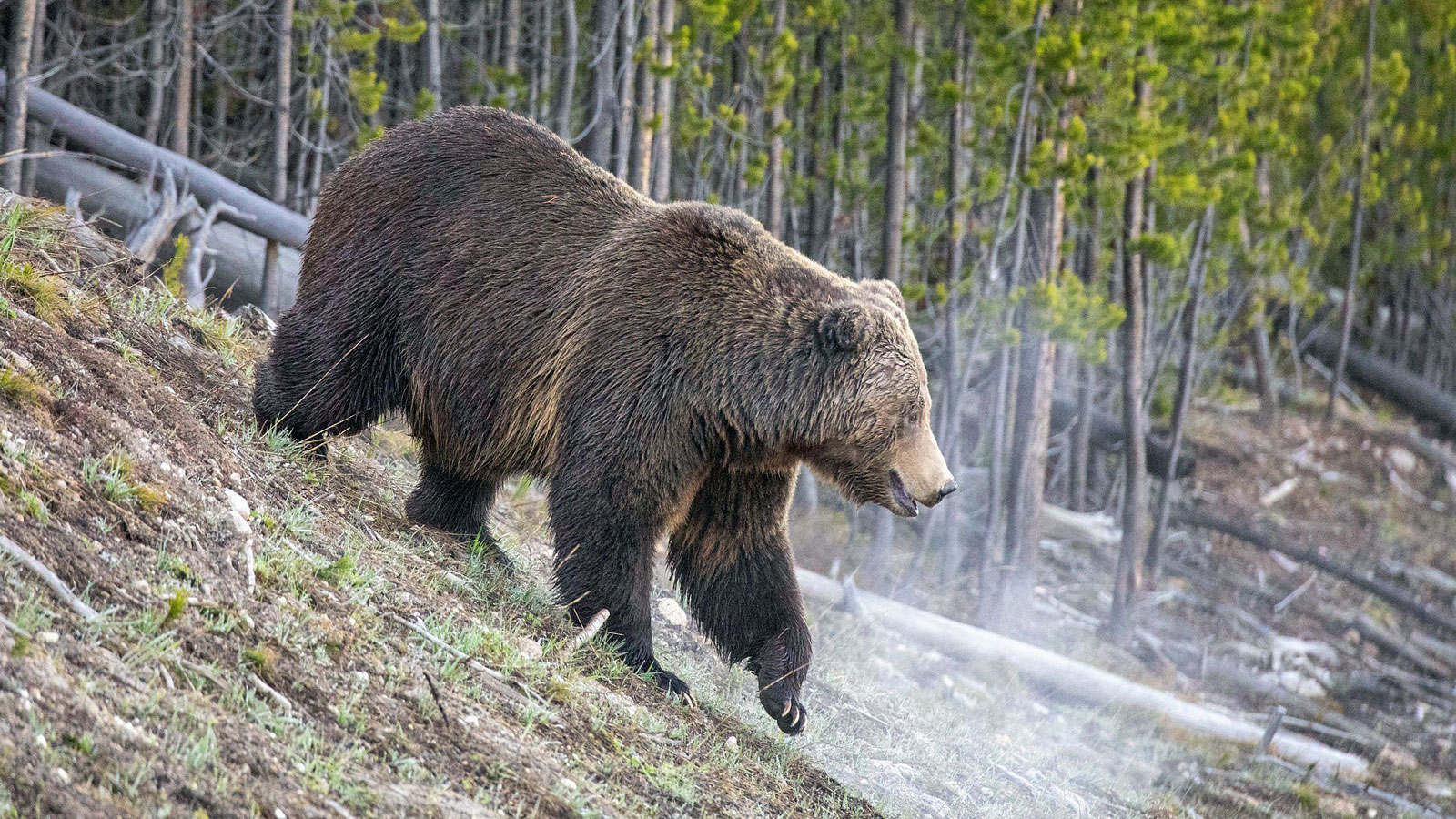 BOCC asks federal agencies to suspend efforts to reintroduce grizzly bears into North Cascades