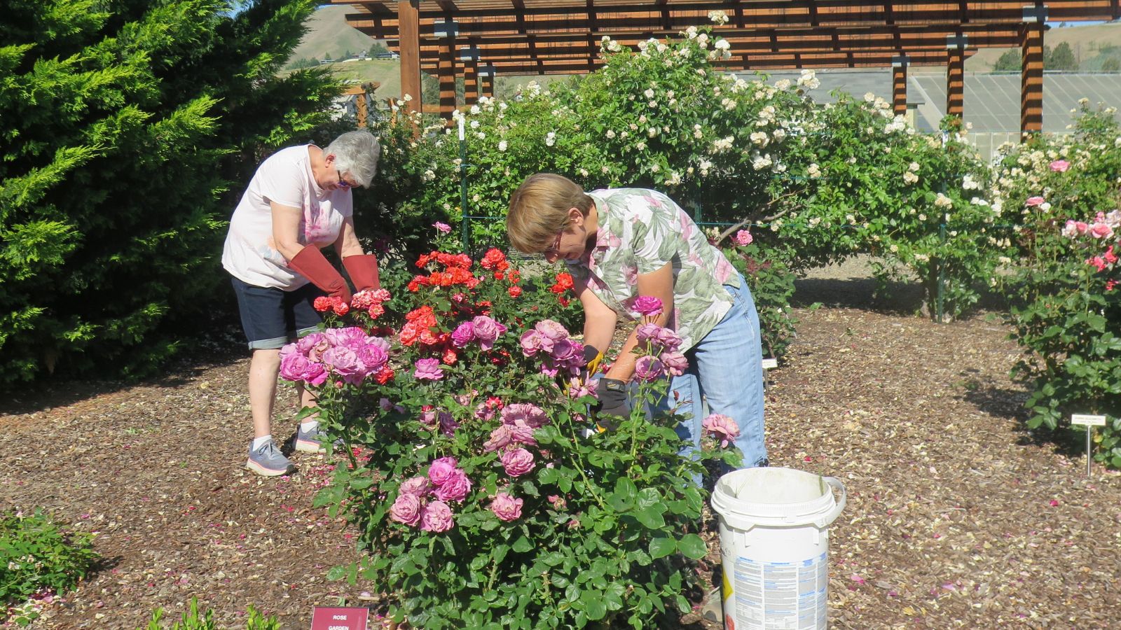 WSU Master Gardeners celebrate program's 50th anniversary