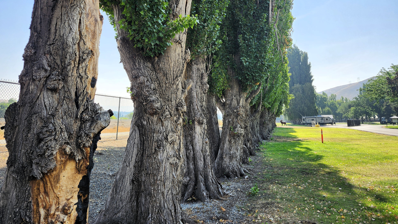 Call for Bids: Tree removal