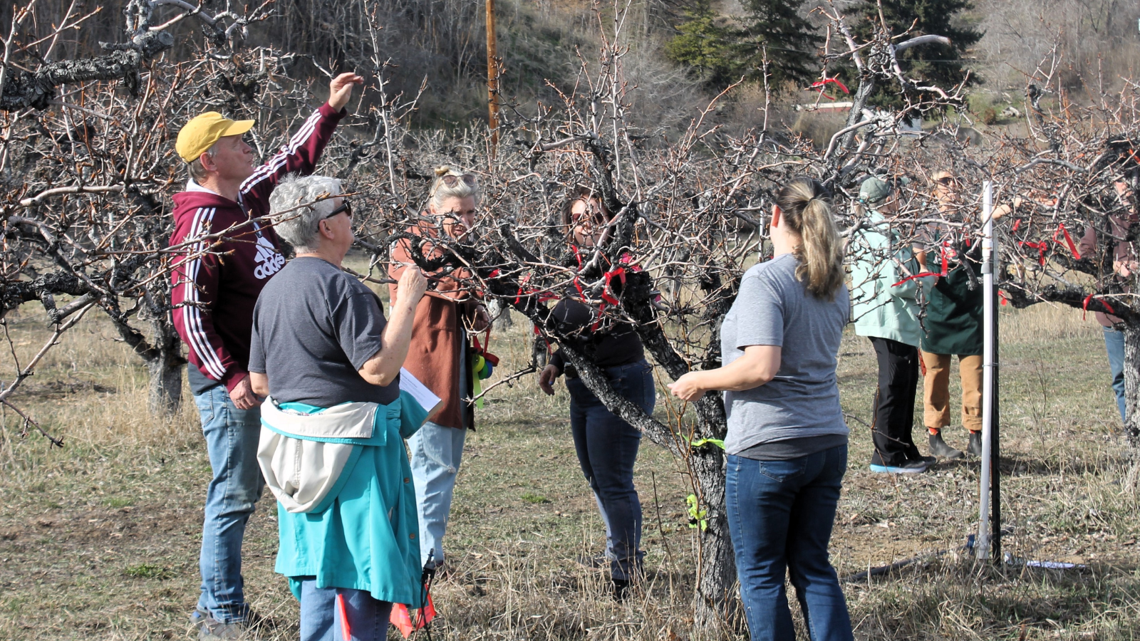 WSU Master Gardeners support local orchard industry