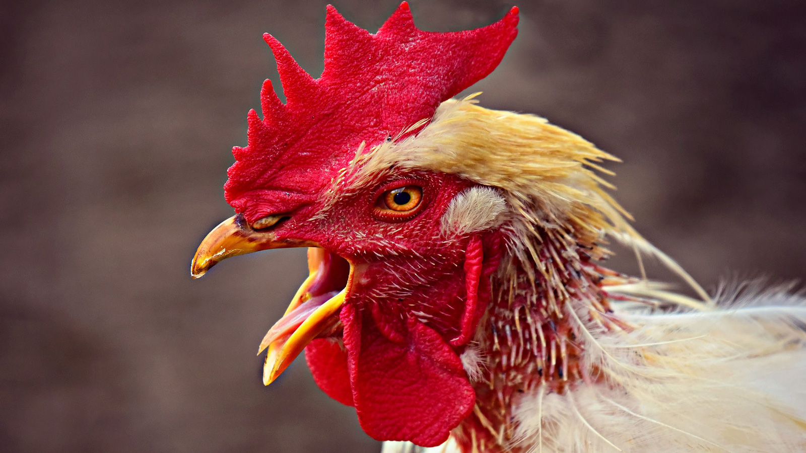 County sets limits on roosters outside UGA