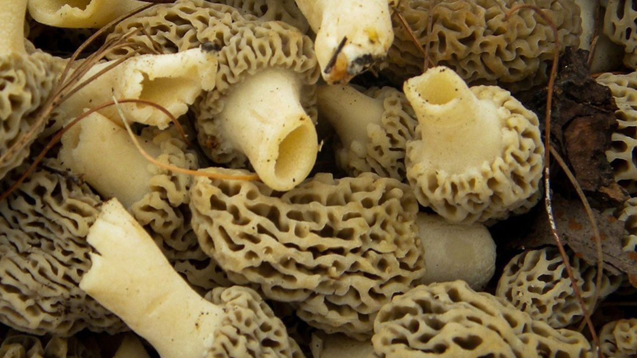 Headed mushroom picking? Know the weather forecast and have an escape route in mind