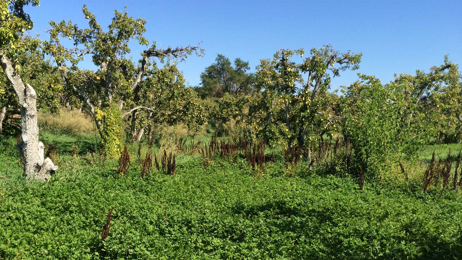 Backyard Fruit Tree Removal Program 