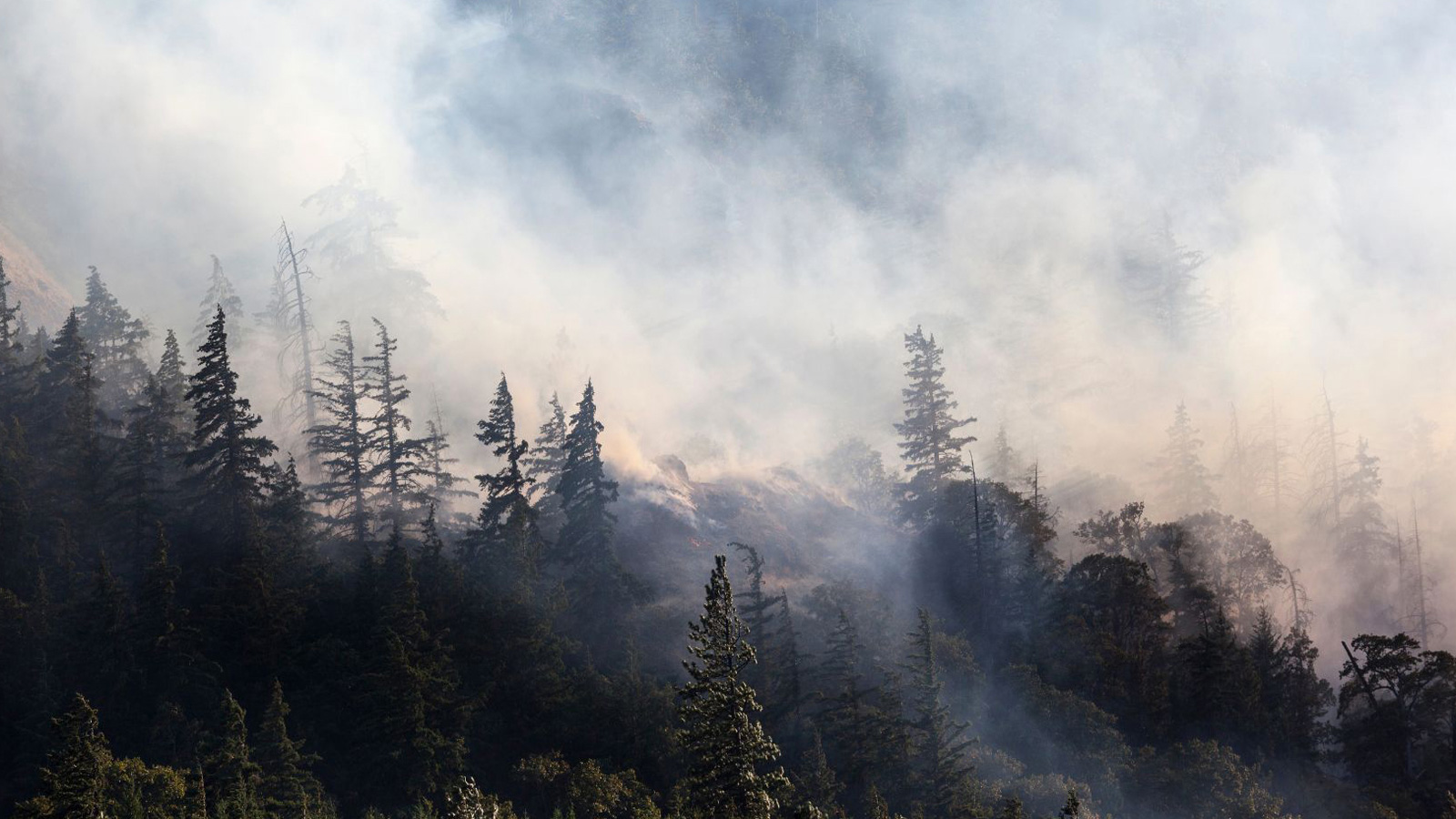 Take our survey to give your input on Community Wildfire Protection Plan