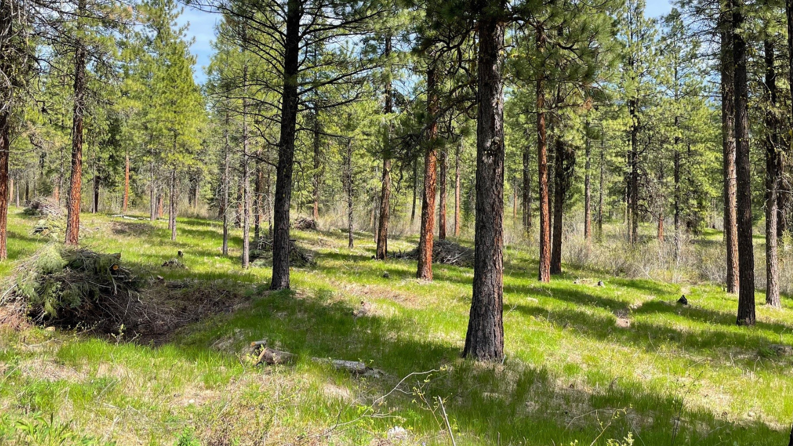 Public may see hand piles burning over next 2 weeks near Plain, Lake Wenatchee