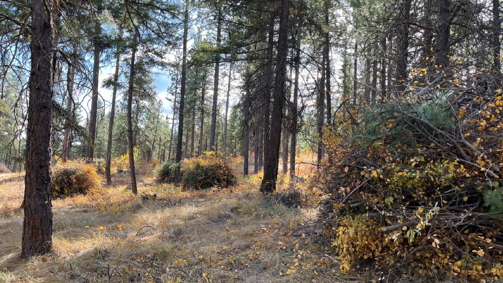 Pile burning planned this fall near Plain