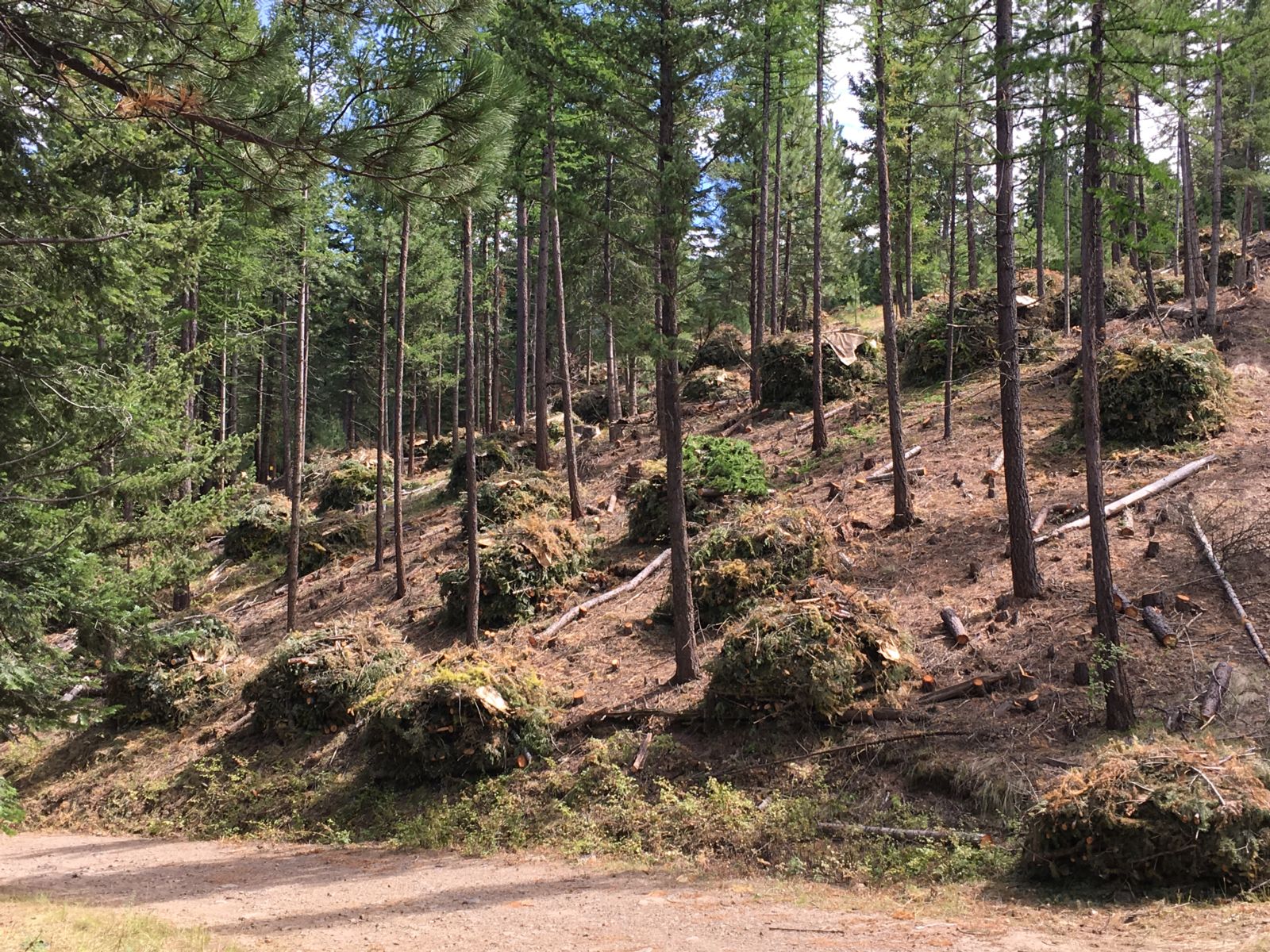 Stemilt-Squilchuck Forest Health Restoration