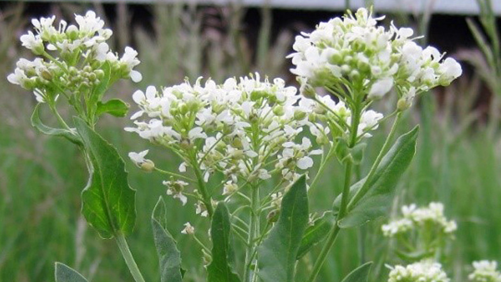 Noxious weed survey season begins March 1