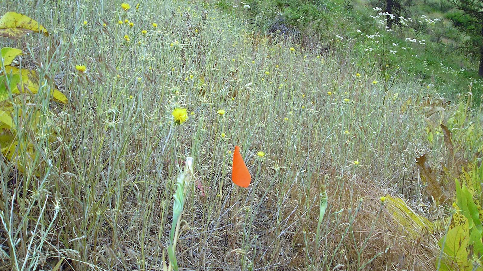 National Invasive Species Awareness Week is Feb. 20-26