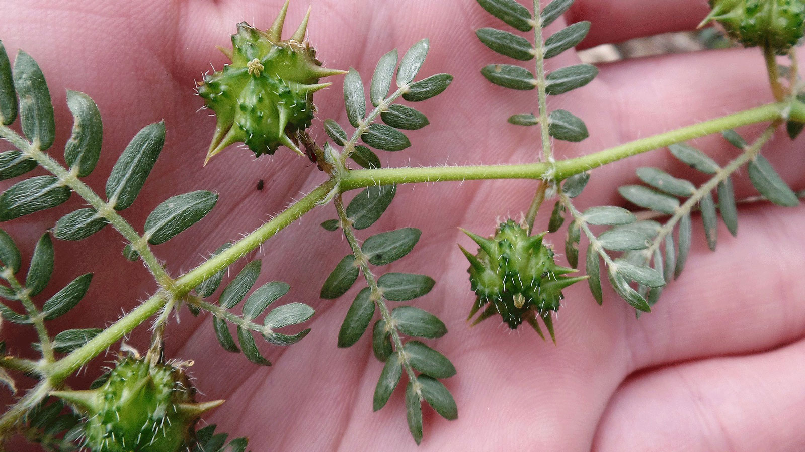 Noxious weed surveys begin in Wenatchee area