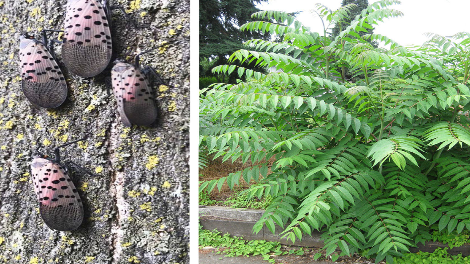 State Agencies Request Public’s Help in Tracking Tree-of-Heaven