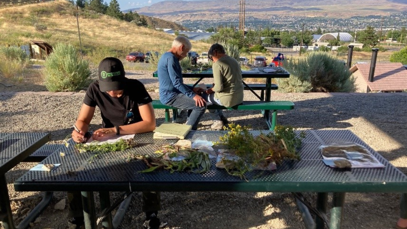 Learn to spot noxious weeds in our foothills