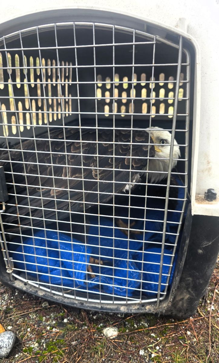 An injured bald eagle sits in a crate.