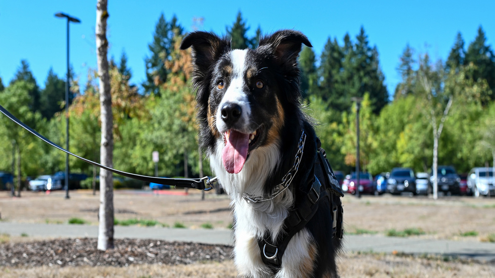 Meet Gambit of the Chelan County Regional Justice Center!