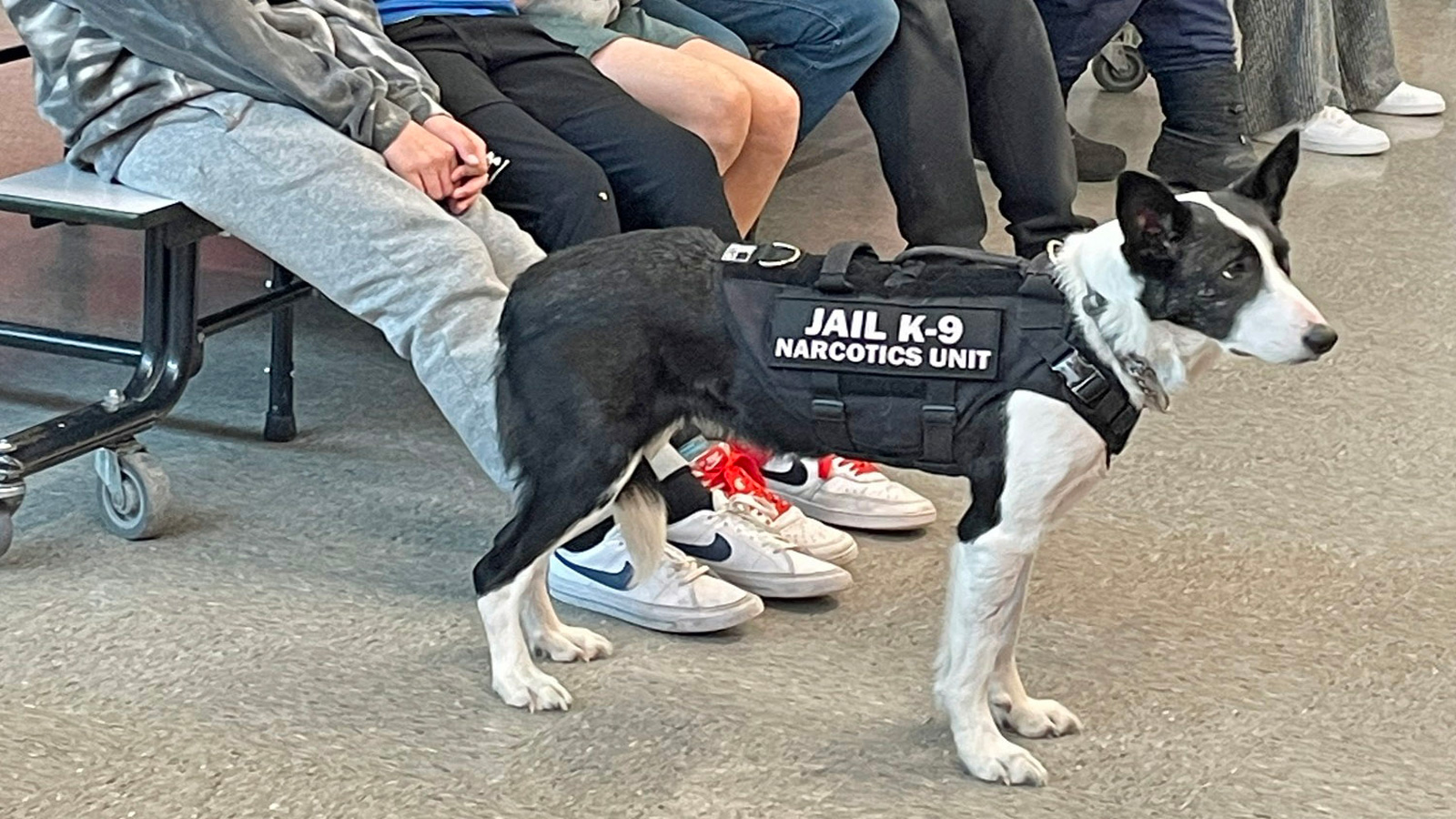Fundraising efforts underway to cover medical costs for jail’s canine