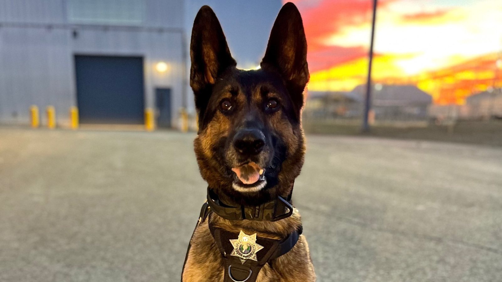 Local rescue dog is new narcotics-detecting canine at county jail