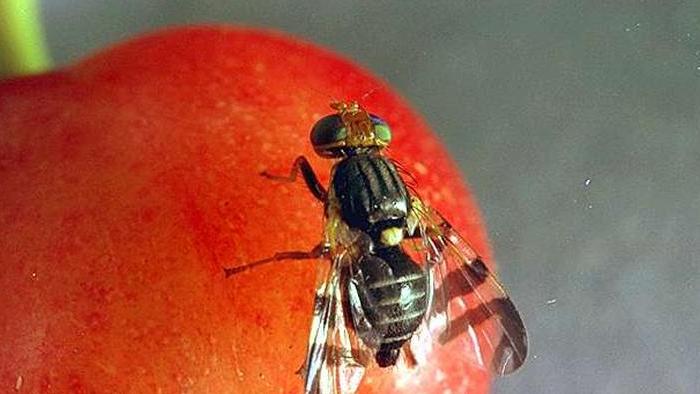 Cherry Fruit Fly