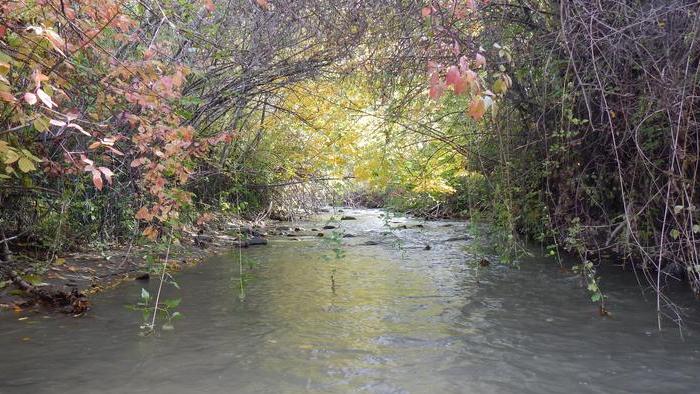 Mission Creek Restoration