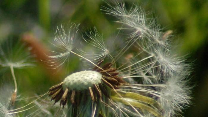 The Chelan County Noxious Weed Control Board, in accordance with RCW 17.10.190 reminds land owners that the noxious weed survey season will begin again April 1. 